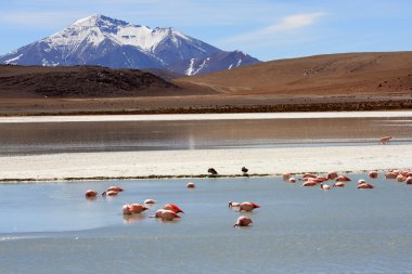 andes dağ, Bolivya Gölü flamingolar