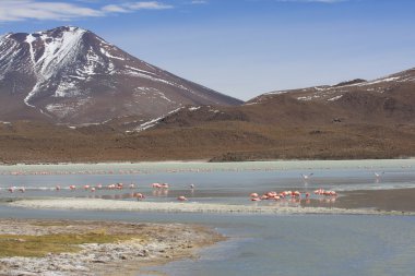andes dağ, Bolivya Gölü flamingolar