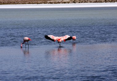 andes dağ, Bolivya Gölü flamingolar