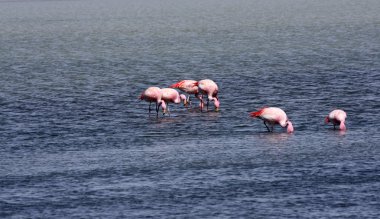 andes dağ, Bolivya Gölü flamingolar