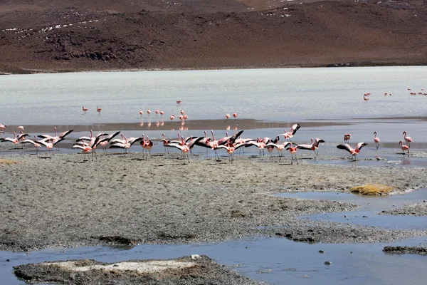 Andes dağ, Bolivya Gölü flamingolar — Stok fotoğraf