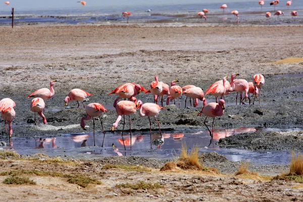 stock image Flamingos on lake in andes mountain, Bolivia