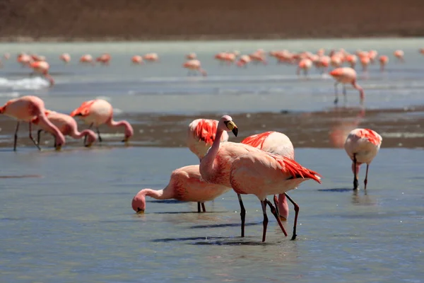 Stock image Flamingos on lake in andes mountain, Bolivia