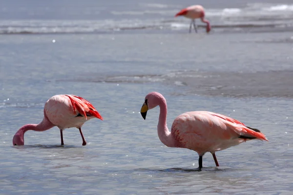Flamingi nad jeziorem w Andach Góra, Boliwia — Zdjęcie stockowe