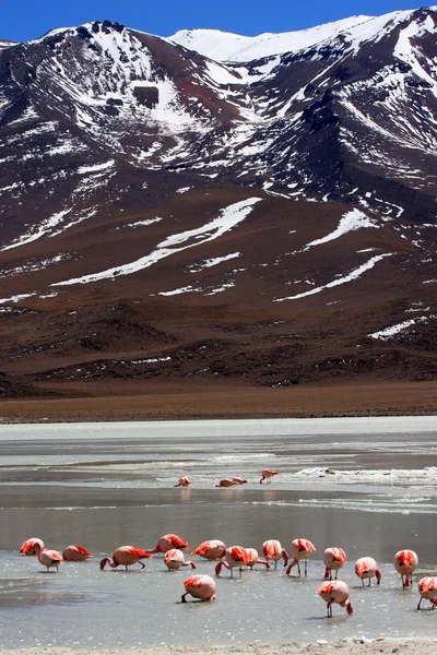 Flamencos en el lago en andes montaña, Bolivia —  Fotos de Stock