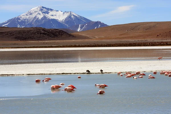 Flamingo's op meer in de andes bergen, bolivia — Stockfoto