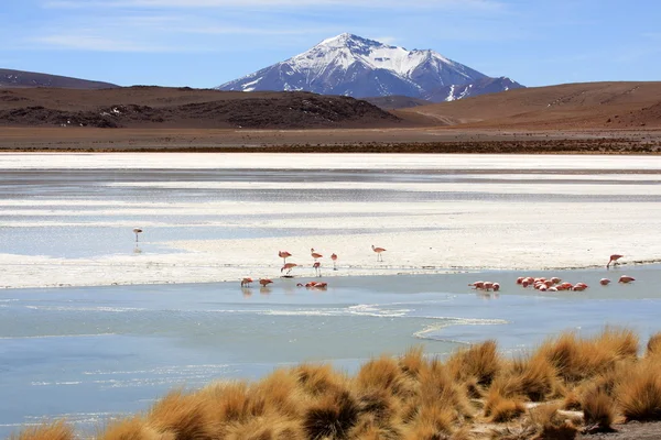 Flamingo's op meer in de andes bergen, bolivia — Stockfoto