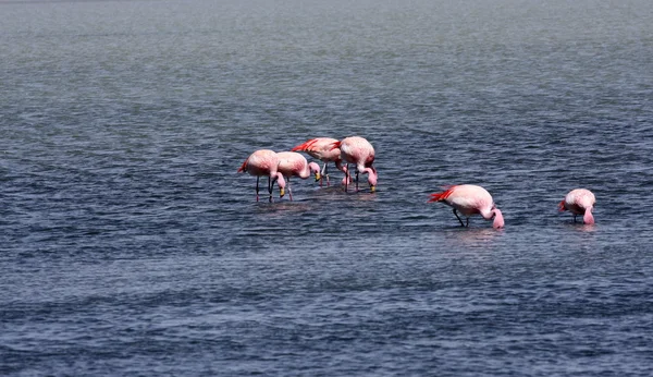 Flamingos no lago na montanha dos andes, Bolívia — Fotografia de Stock