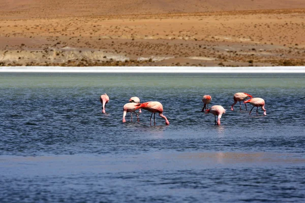 Flamingos no lago na montanha dos andes, Bolívia — Fotografia de Stock