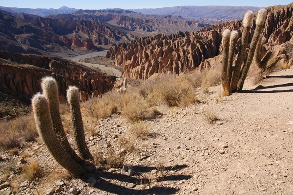 Desierto, paisaje andino con cañón, Tupiza, Bolivia — Foto de Stock