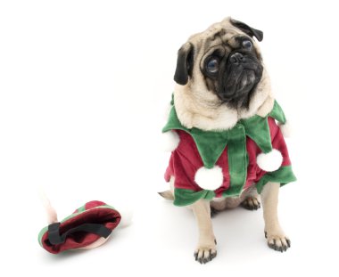 Noel elf pug