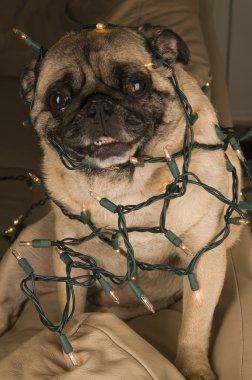 Pug Wrapped in Christmas Lights clipart