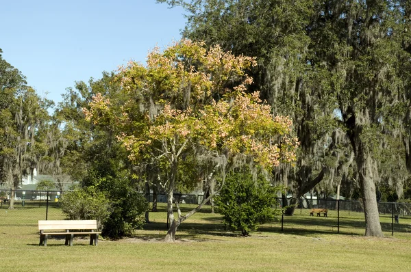 플로리다에서 개 공원 — 스톡 사진