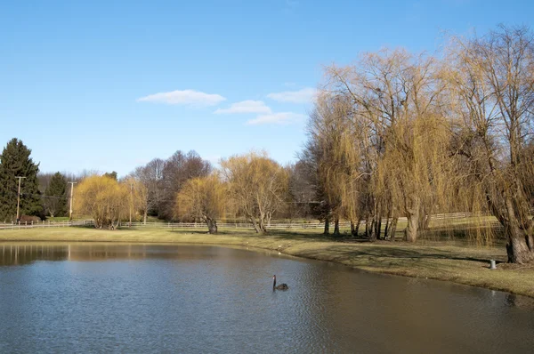 Teich mit schwarzem Schwan in Ohio — Stockfoto