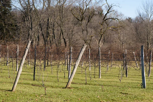 Vineyard in Canton, Ohio — Stock Photo, Image