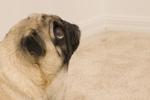 Cute Pug — Stock Photo, Image