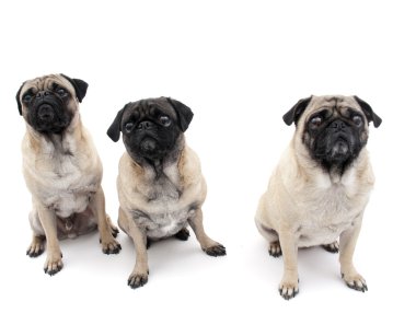 Üç pugs