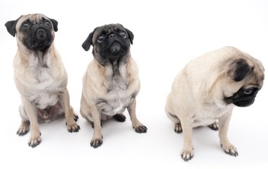 Üç pugs