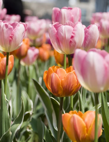 Tulpen in chicago — Stockfoto