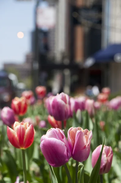 Tulpen in het voorjaar — Stockfoto