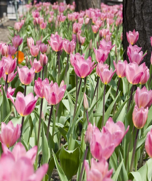 Tulpen in chicago — Stockfoto