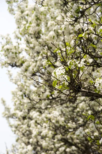 stock image Dogwood Tree