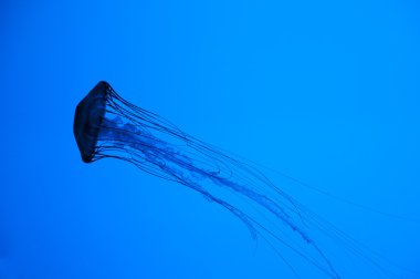 Jellyfish Silhouette clipart