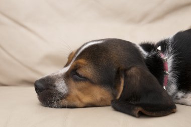 Beagle Sleeping clipart