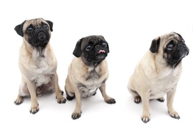 Üç pugs