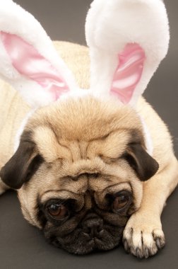 Bunny Pug