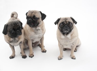 Three Pugs clipart