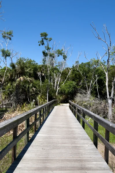 Trail in Florida Park — Stock Photo, Image