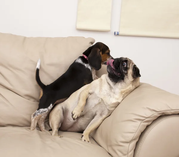 Beagle und Mops spielen — Stockfoto