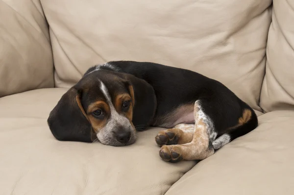 Beagle sdraiato — Foto Stock