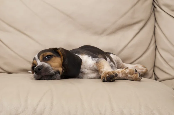 Beagle Laying Down — Stock Photo, Image