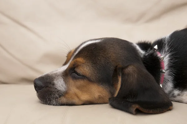Beagle Dormire — Foto Stock