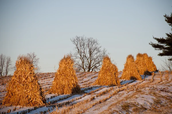 Haystacks dans le pays des Amish en Ohio — Photo