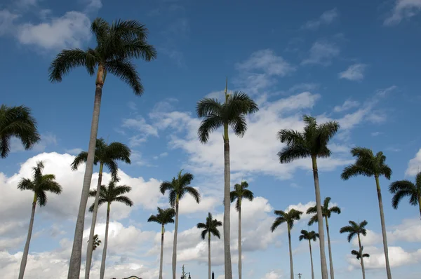 Fileira de palmeiras — Fotografia de Stock