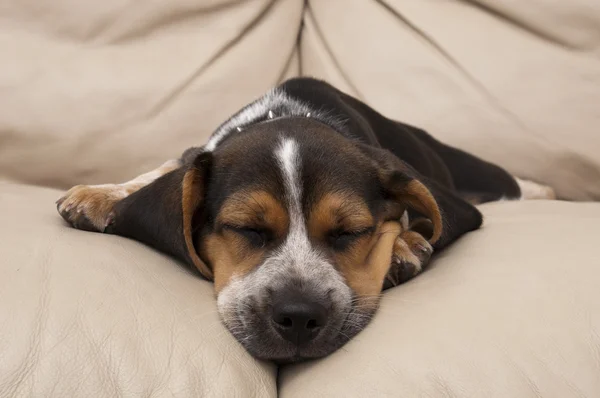 Beagle Dormire — Foto Stock