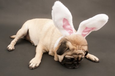 yorgun bunny pug