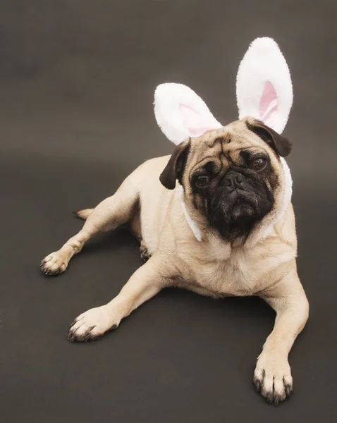 stock image Pug with Rabbit Ears