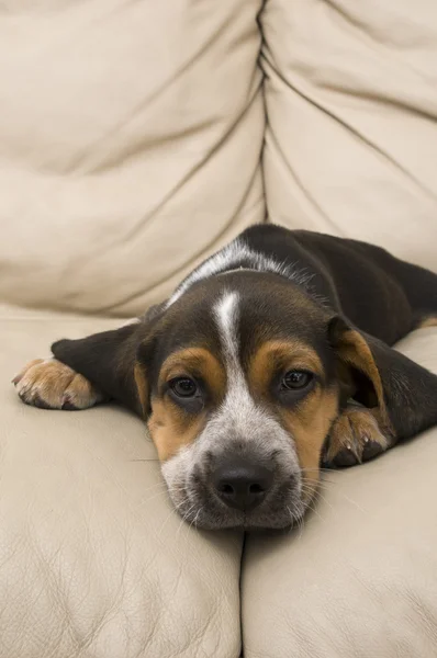 Beagle rastet aus — Stockfoto