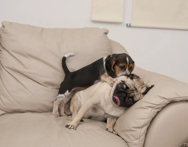 Beagle e carlino giocare — Foto Stock