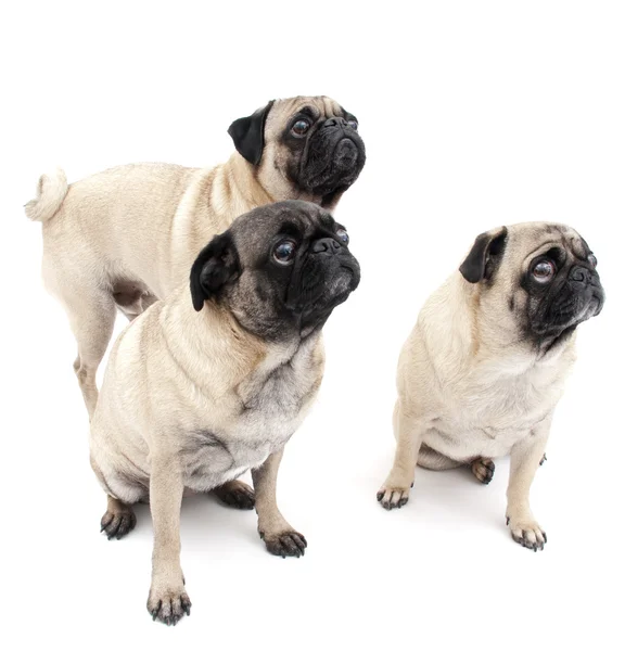 Üç pugs