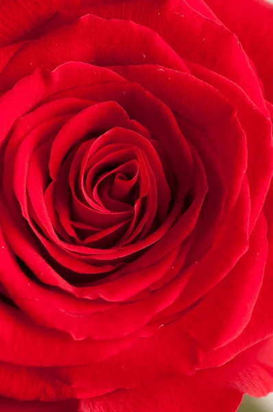 Rosa roja vibrante — Foto de Stock