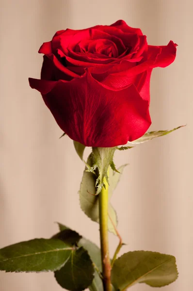 Leuchtend rote Rose — Stockfoto