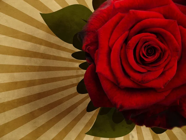 Grunge pozadí s růží — Stock fotografie