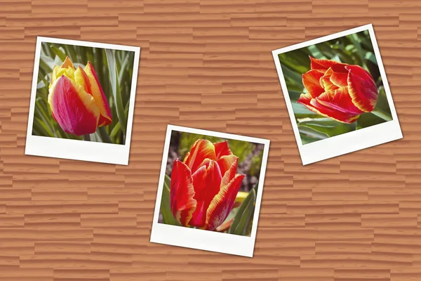 Fotos con tulipanes — Foto de Stock