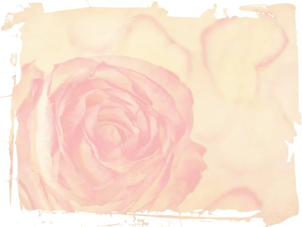 Ніжна троянда на гранжевому фоні — стокове фото