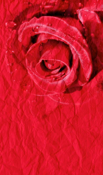 Röd ros på papper bakgrund — Stockfoto